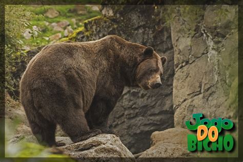 urso puxa o quê no jogo de bicho